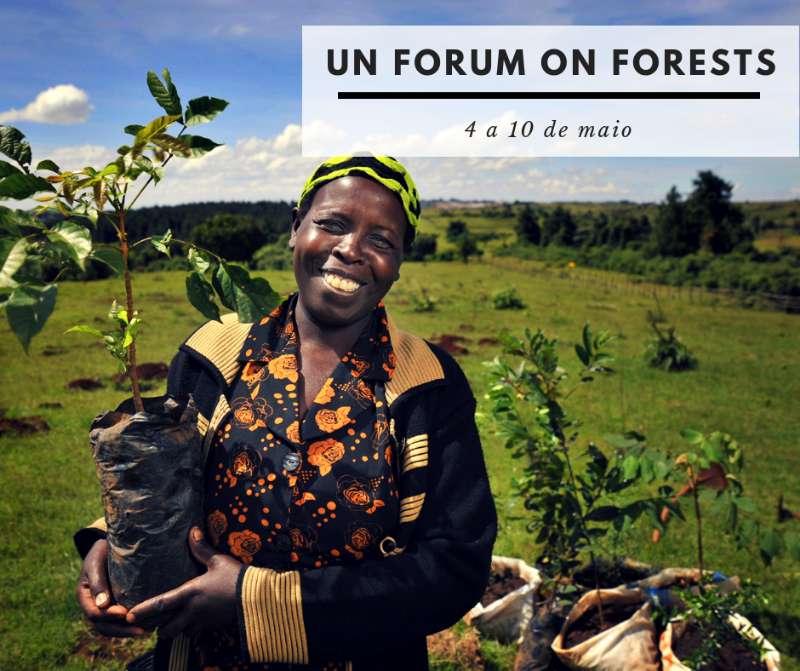UN Forum on Forests